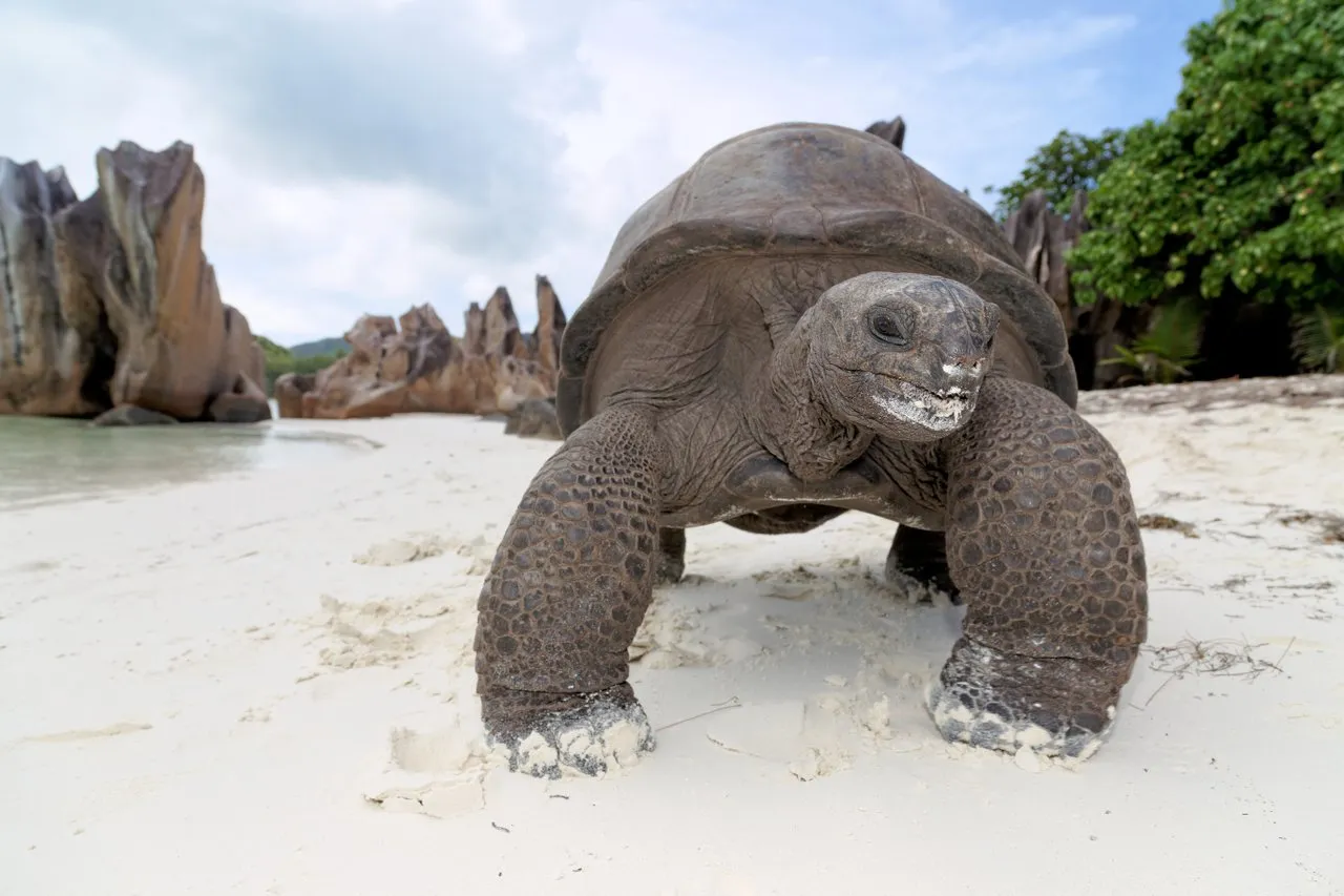 Curieuse Island