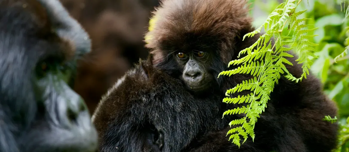 The Ultimate Guide to Rwanda Safaris: Experiencing the Heart of Africa