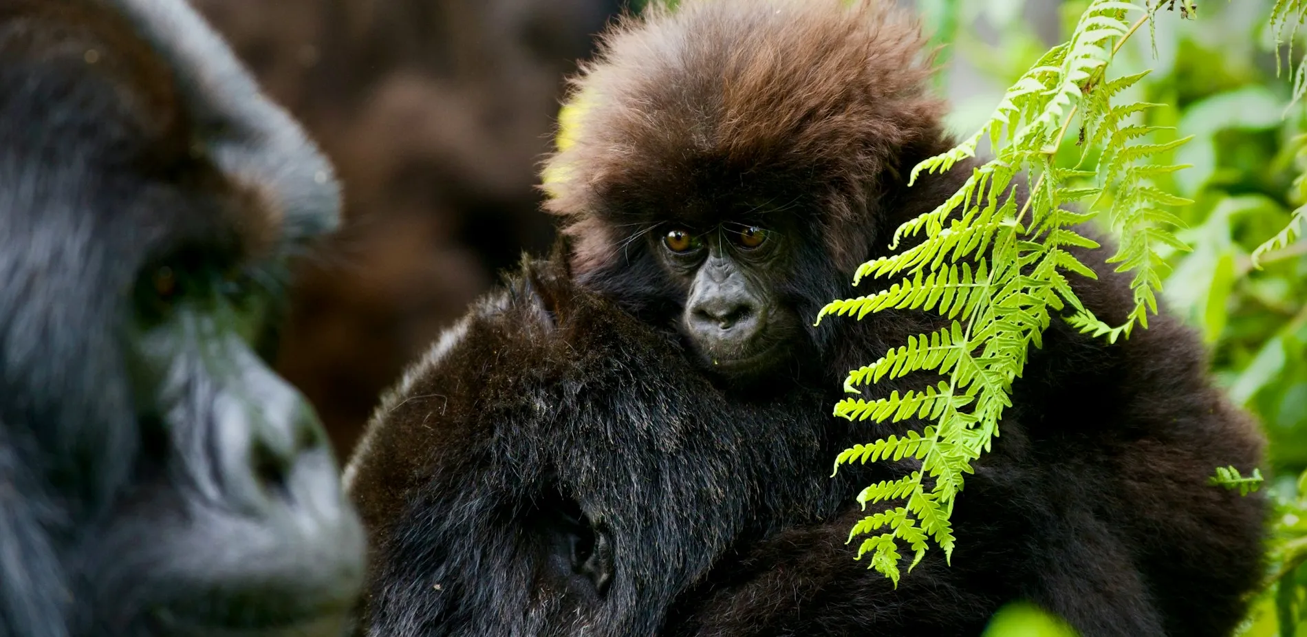 The Ultimate Guide to Rwanda Safaris: Experiencing the Heart of Africa