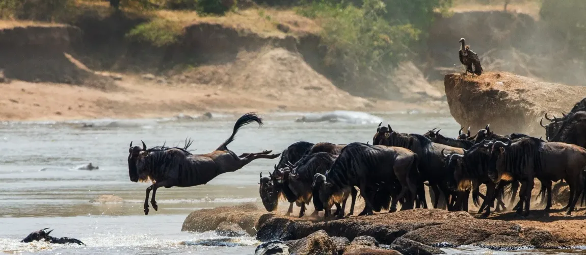 Uncover Tanzania’s Wild Heart: Your Definitive Guide to Breathtaking Safaris