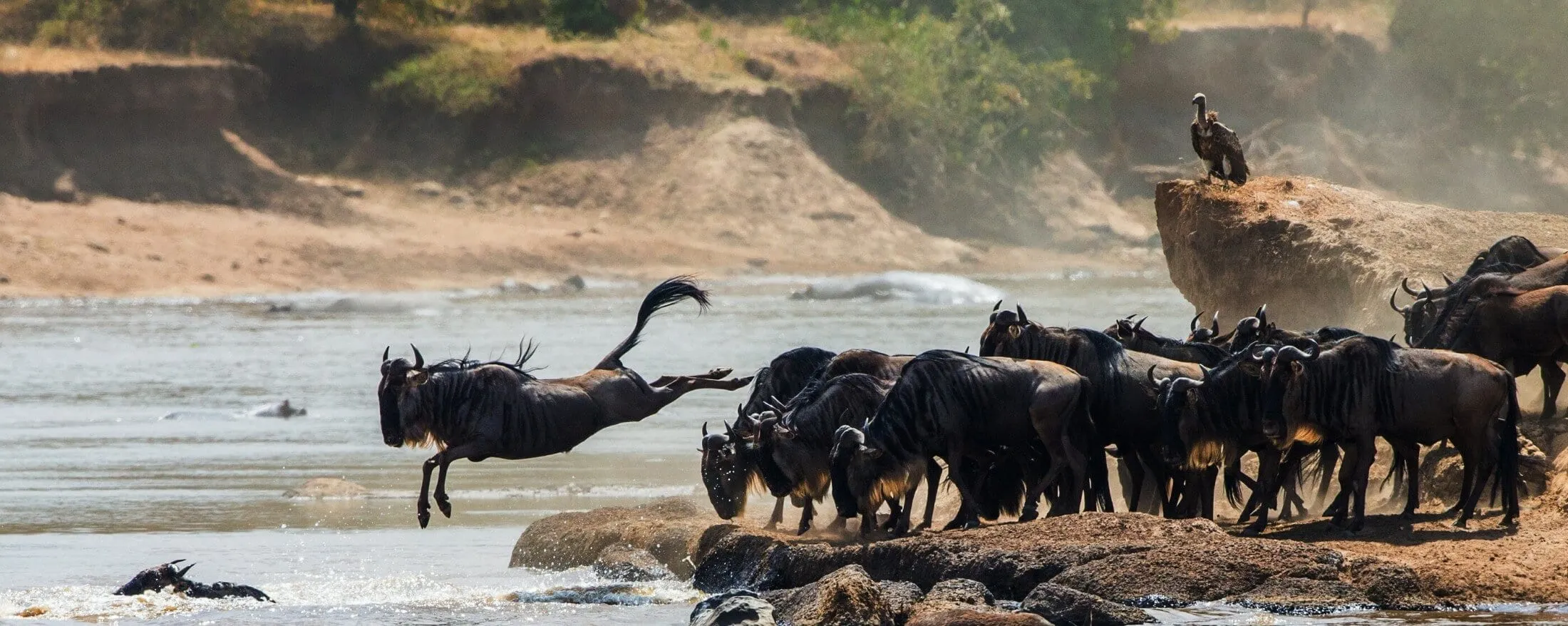Uncover Tanzania’s Wild Heart: Your Definitive Guide to Breathtaking Safaris