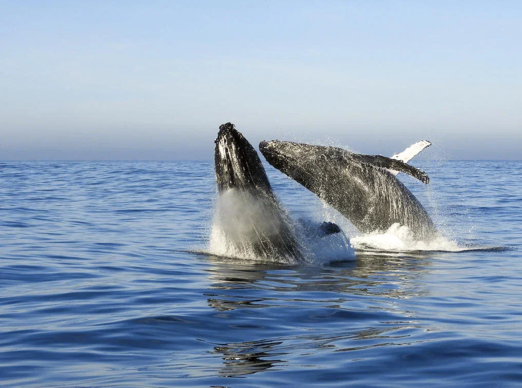 The Garden Route