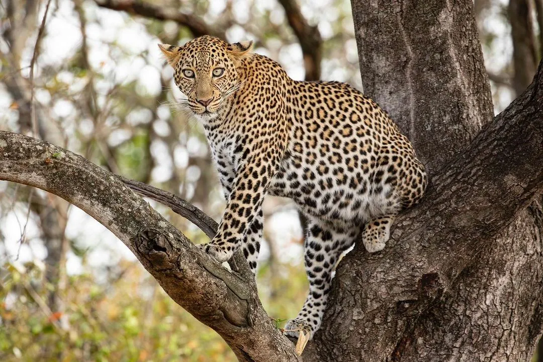 Lake Manyara National Park