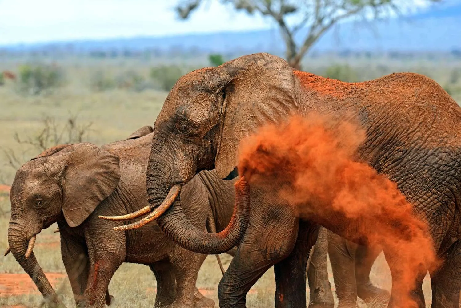 Tsavo East & West