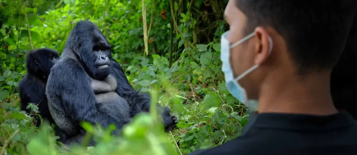 Uganda Safaris: Unveiling Africa’s Primate Kingdom & Wild Heart