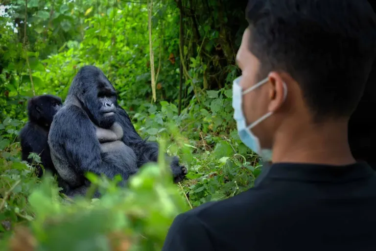 Uganda Safaris: Unveiling Africa’s Primate Kingdom & Wild Heart