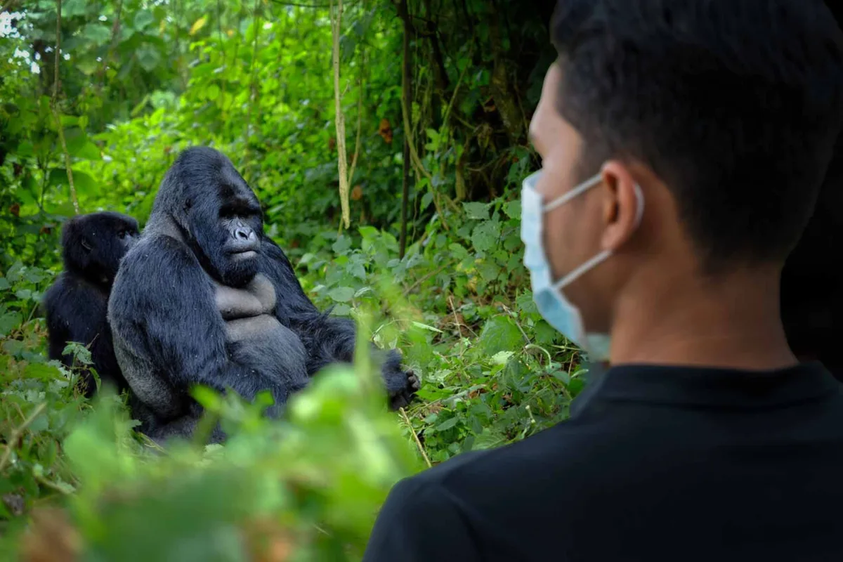 Uganda Safaris: Unveiling Africa’s Primate Kingdom & Wild Heart