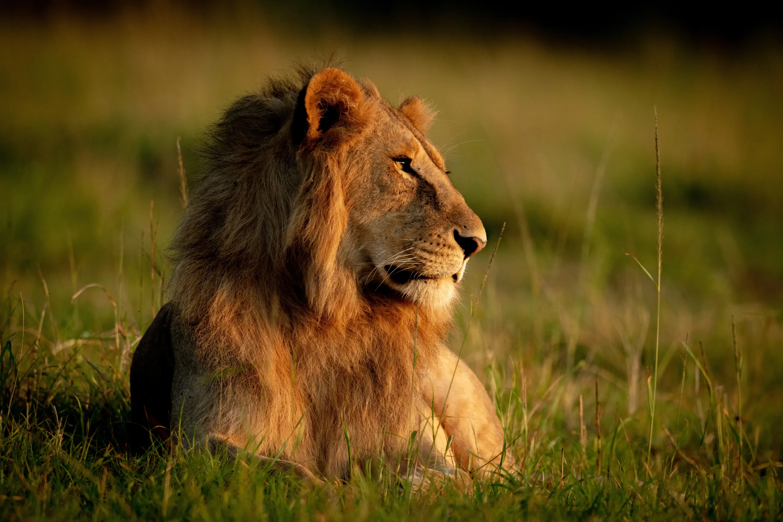 Unleash Your Wild Spirit: The Ultimate Kenya Safari Adventure Awaits!