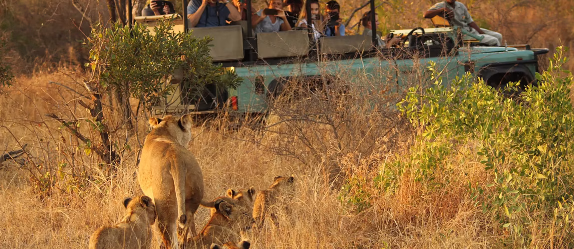 Unleash the Wild: Your Ultimate Journey to South Africa Safaris