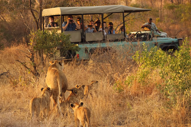 Unleash the Wild: Your Ultimate Journey to South Africa Safaris