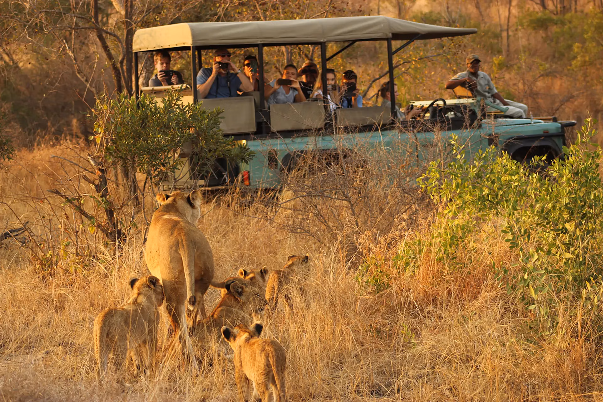 Unleash the Wild: Your Ultimate Journey to South Africa Safaris