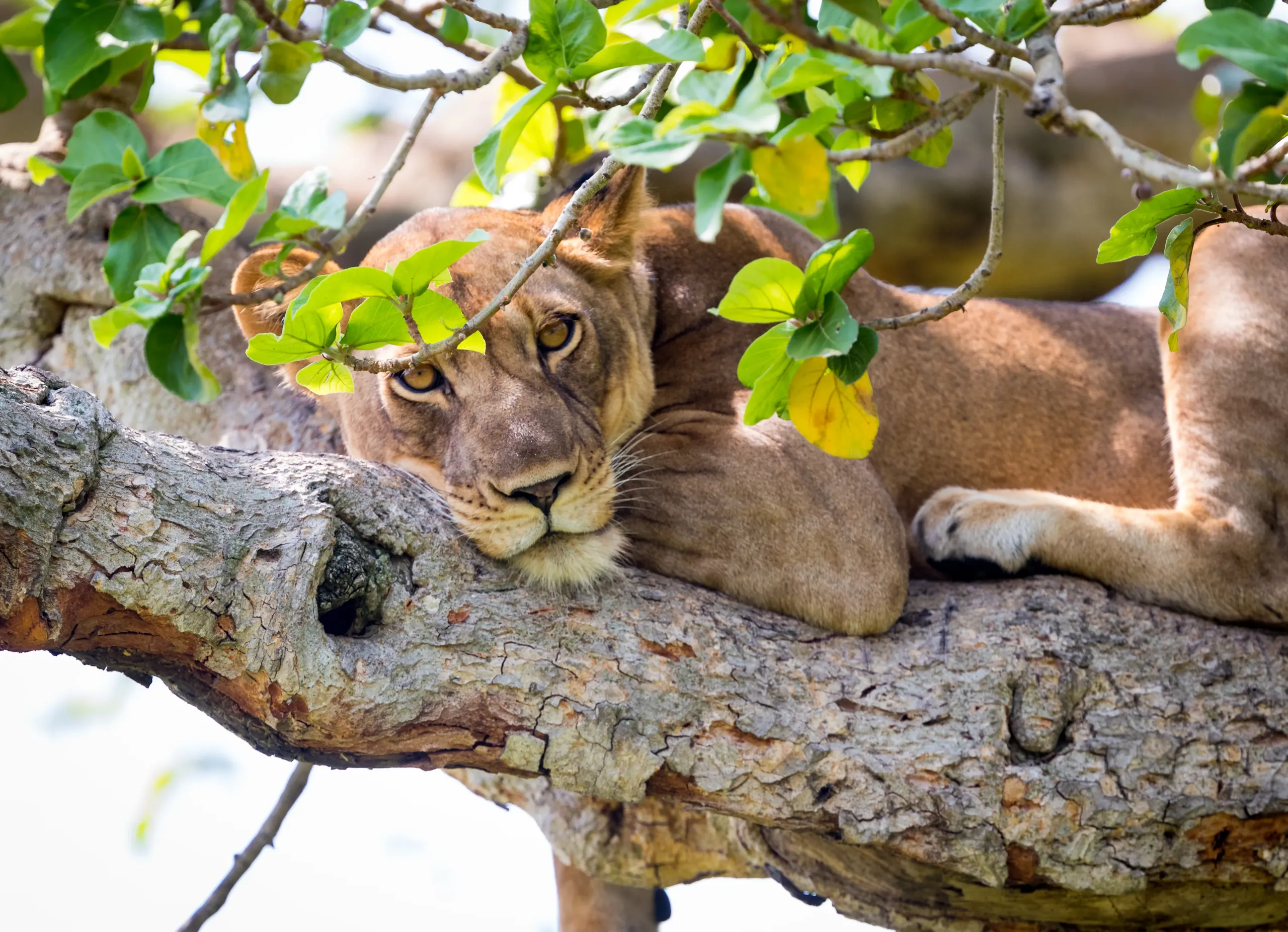 Queen Elizabeth National Park