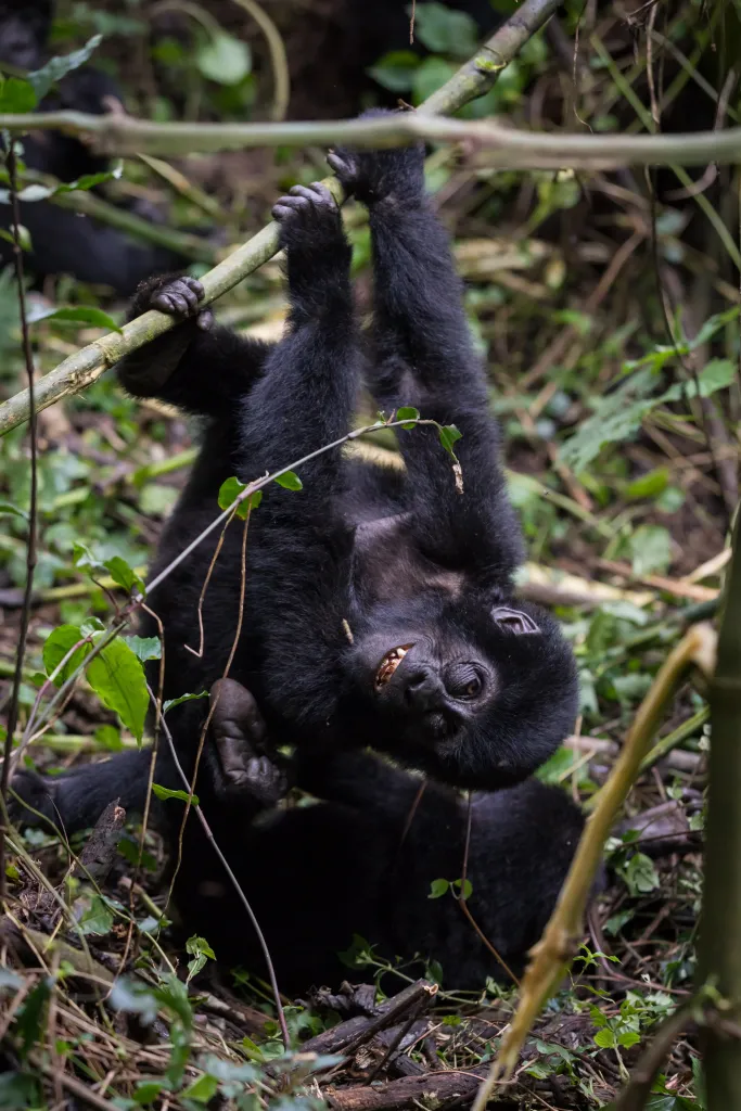 Gorilla Tracking