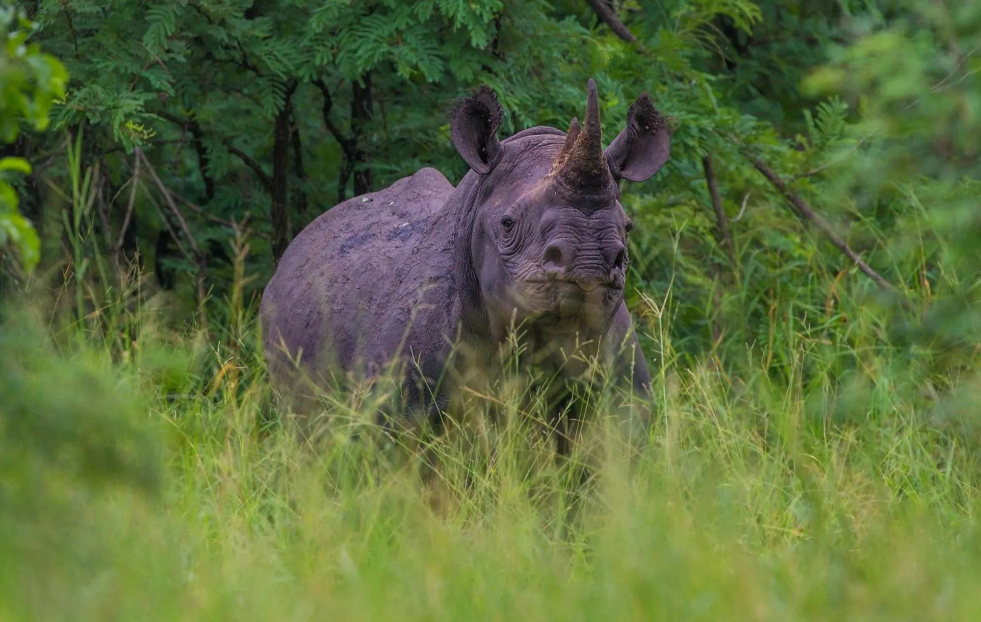 Majete Wildlife Reserve