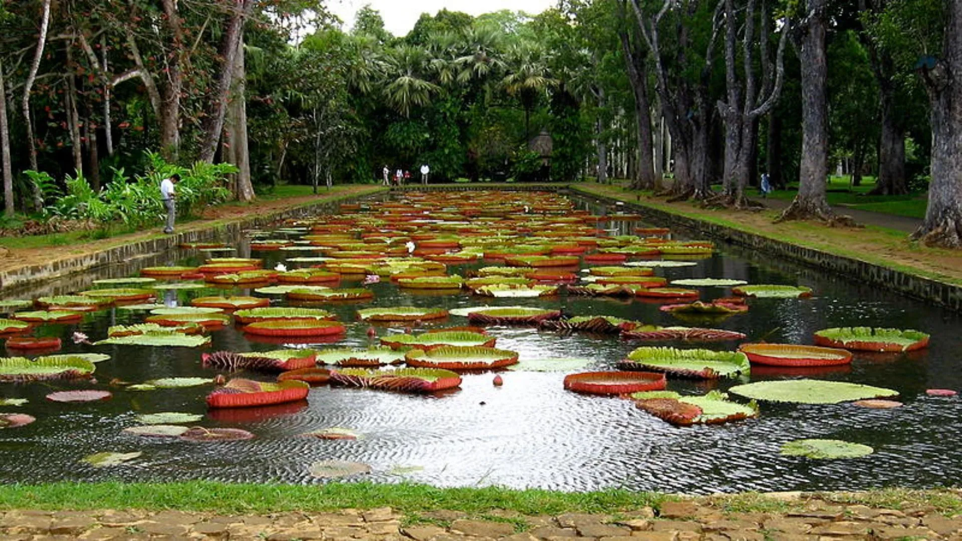 Pamplemousses Garden