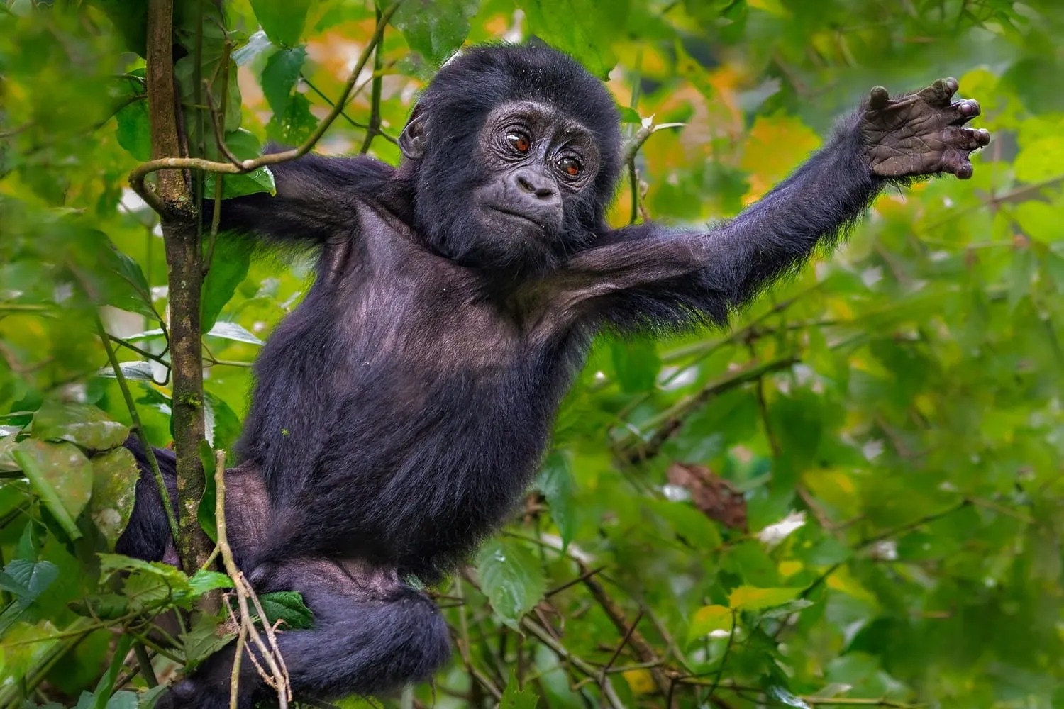 Bwindi Impenetrable National Park