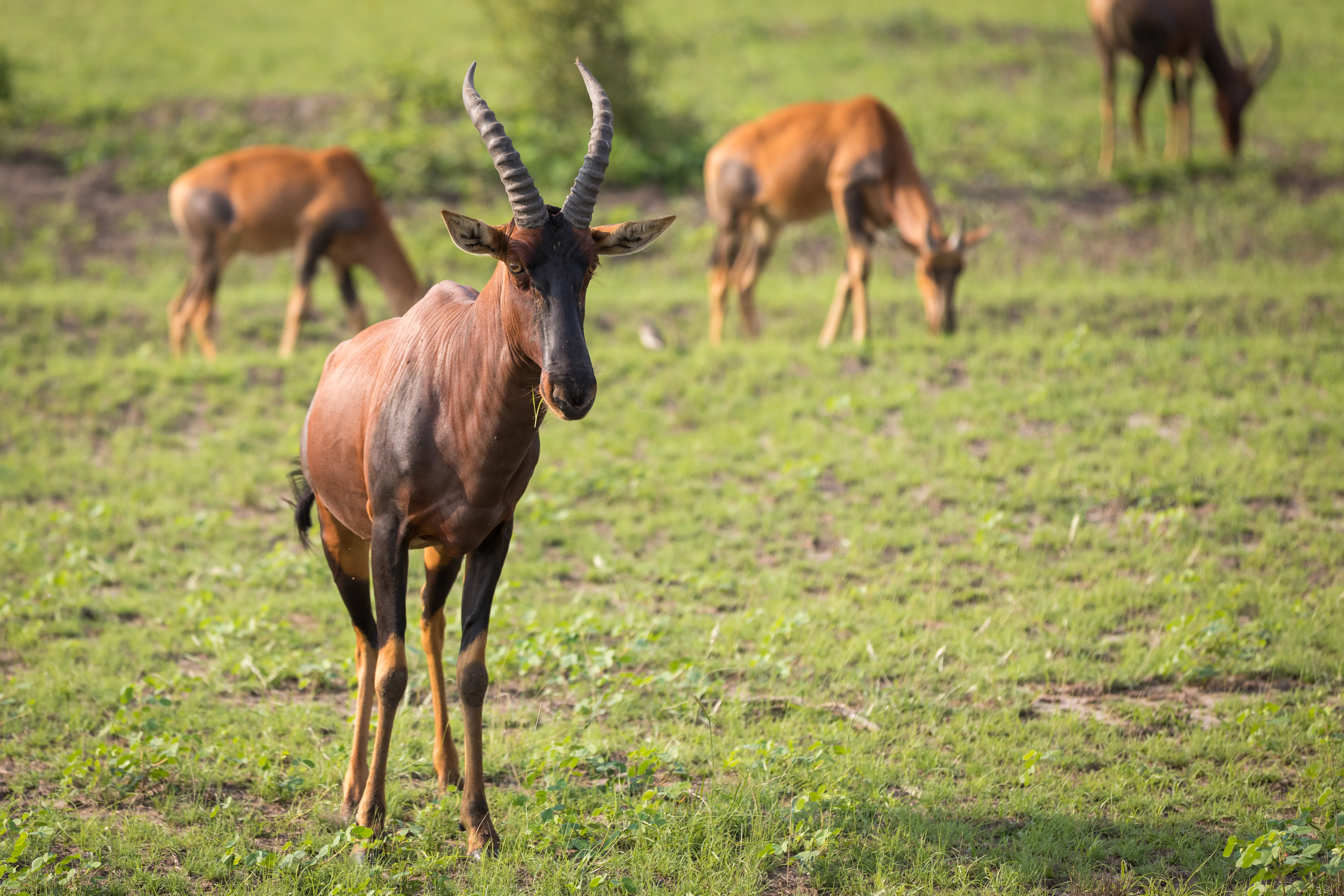 Queen Elizabeth National Park