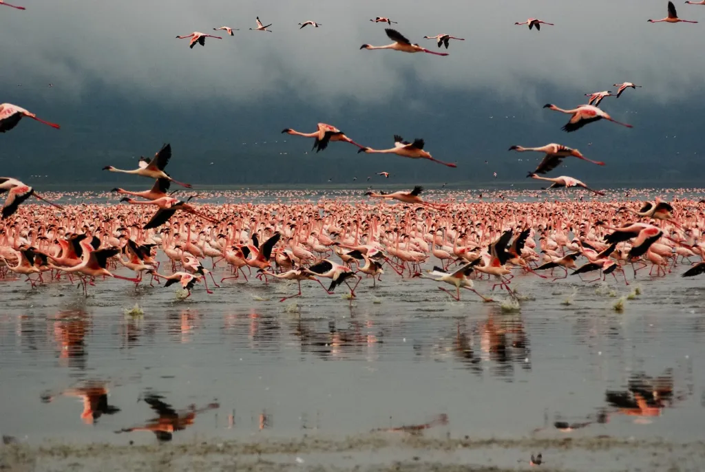 Lake Manyara National Park