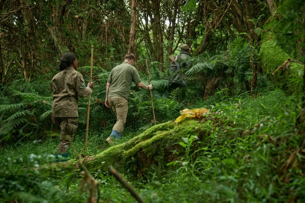 3-Day Uganda Gorilla Trekking Safari from Kigali