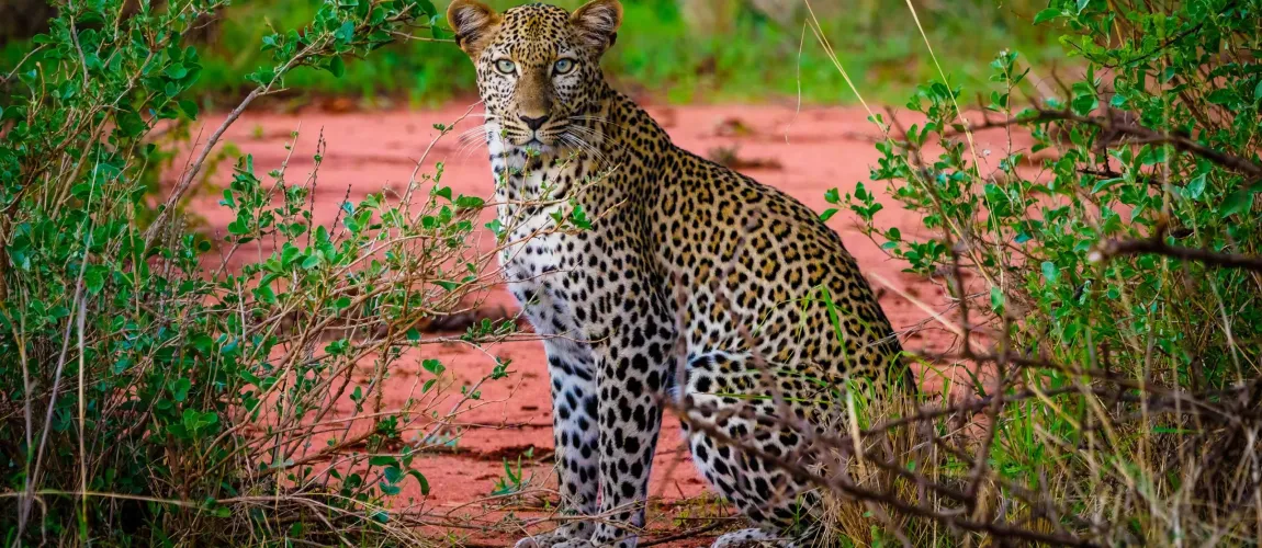 Classic Kenya Highlights