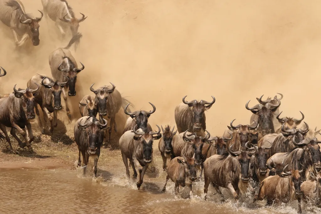 Great Wildebeest Migration Explorer