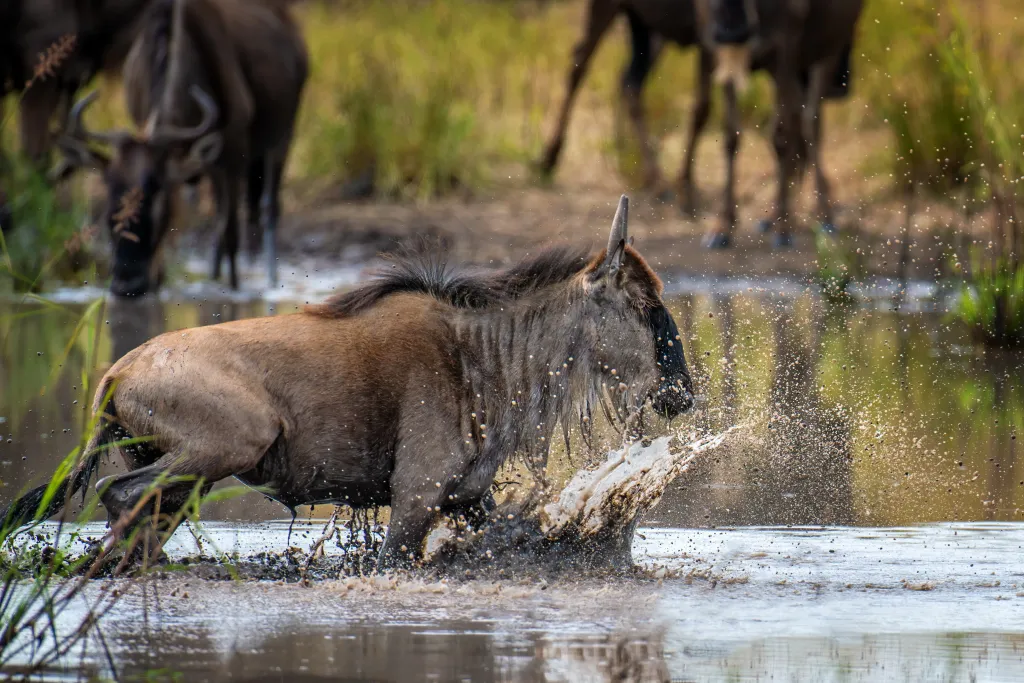 Mara, Amboseli & Tsavo