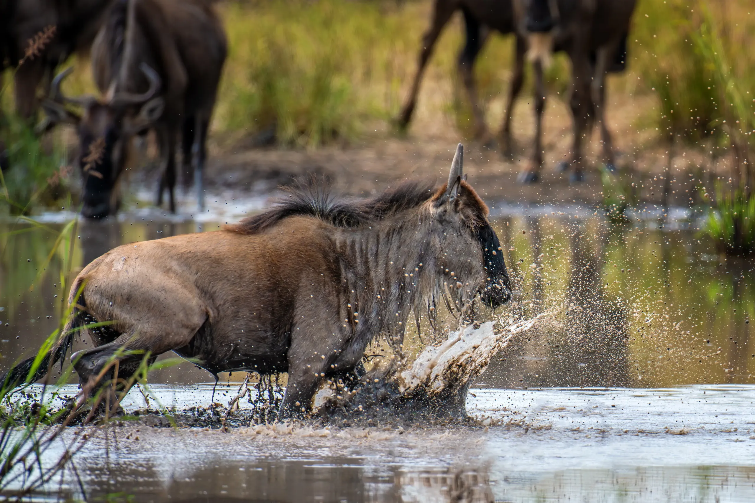 Mara, Amboseli & Tsavo