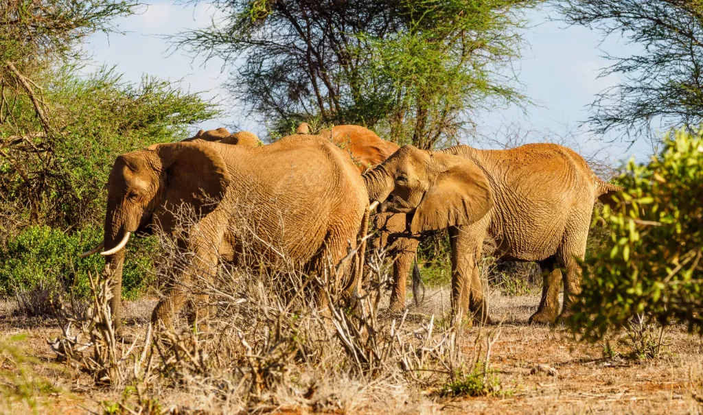 Tsavo & Amboseli Elephant Safari