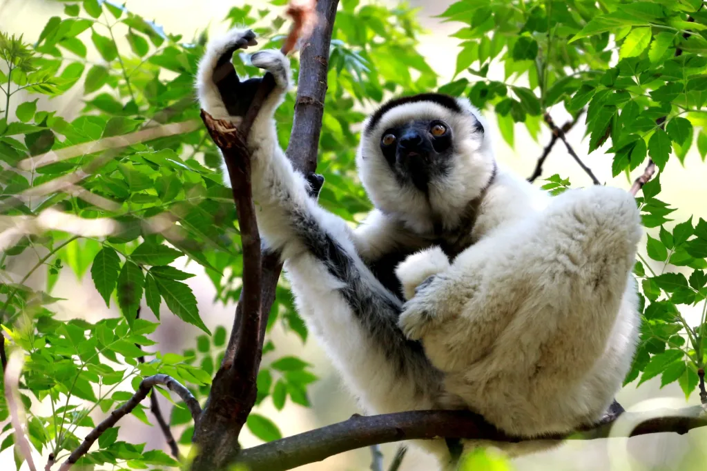 Andasibe Lemurs & Mantadia Forest