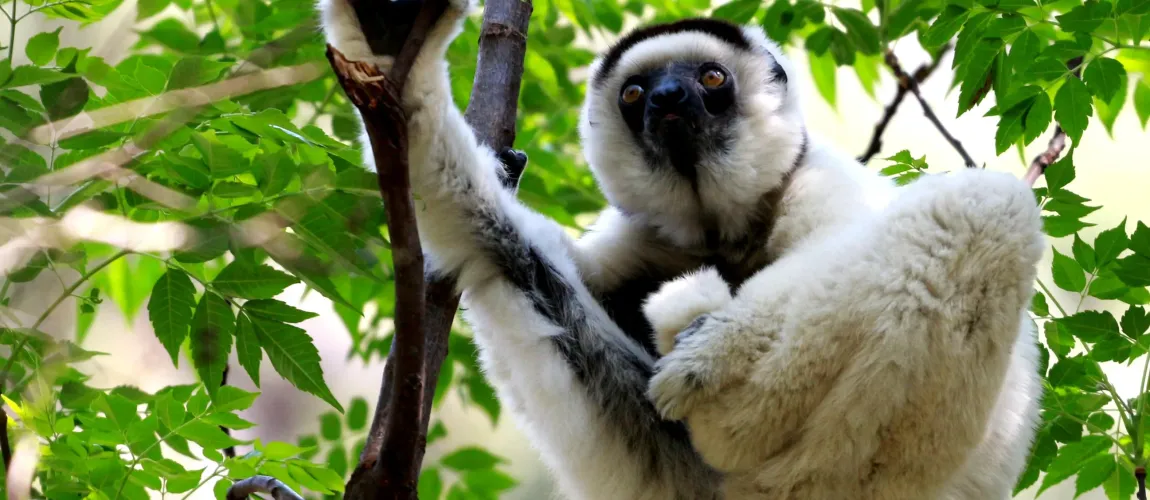 Andasibe Lemurs & Mantadia Forest