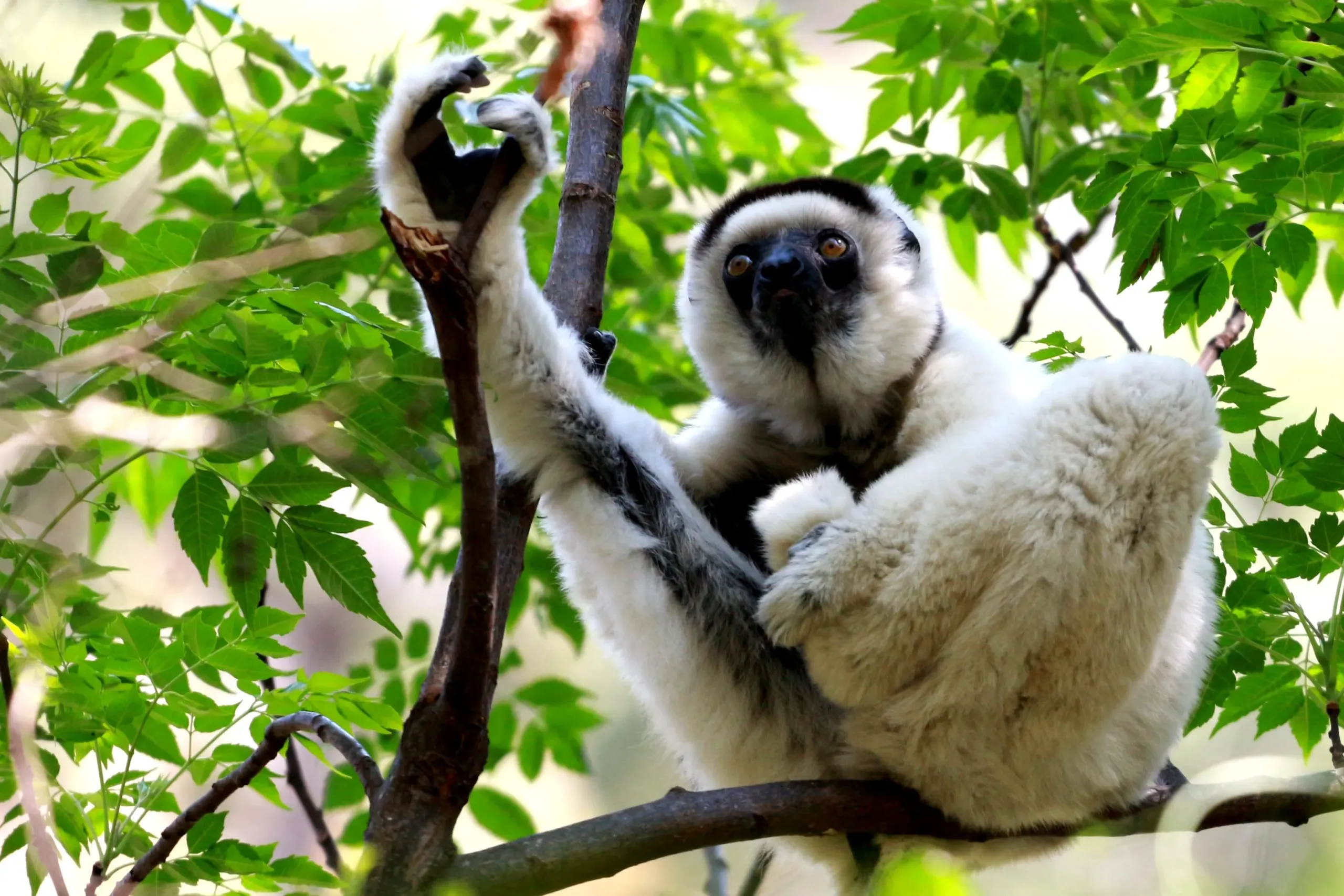 Andasibe Lemurs & Mantadia Forest