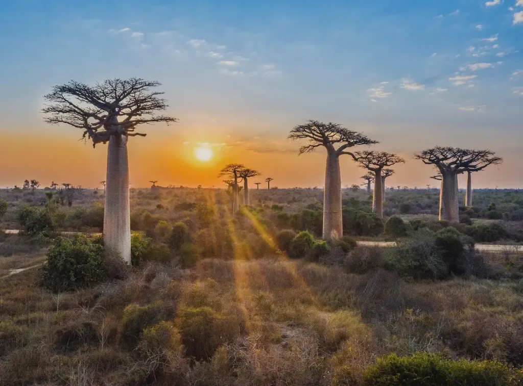 Avenue of the Baobabs Sunset