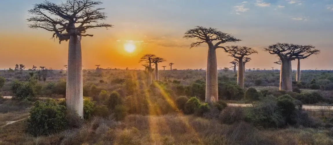 Avenue of the Baobabs Sunset