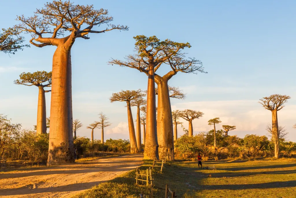 Baobabs & Tsingy Explorer