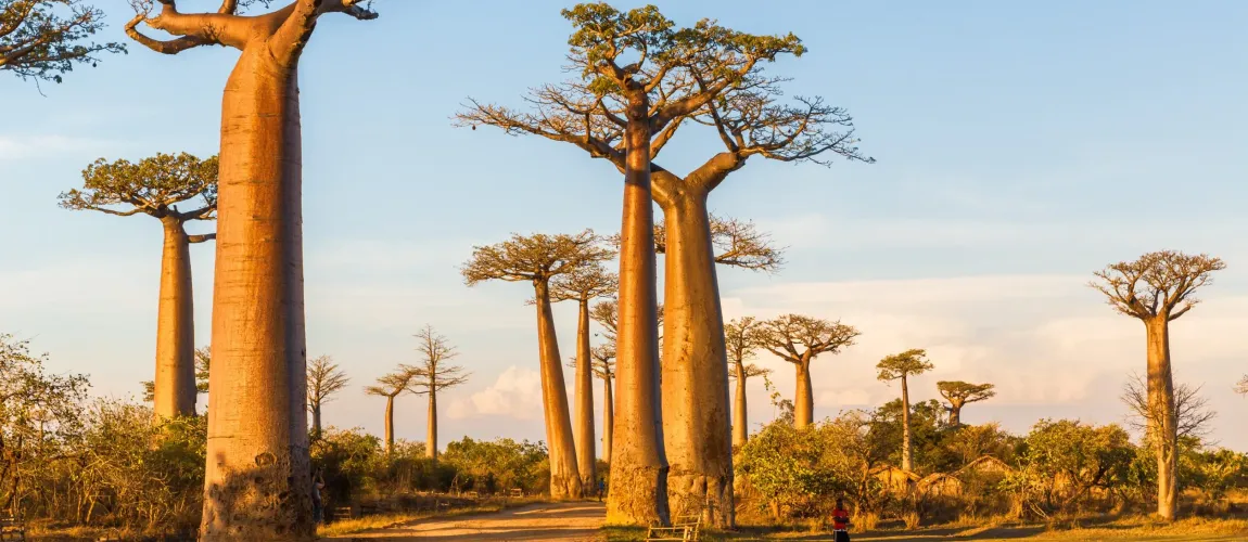 Baobabs & Tsingy Explorer