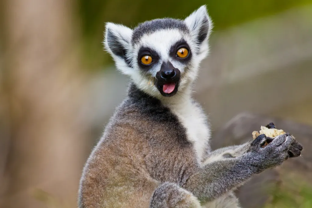 Classic Lemur Circuit