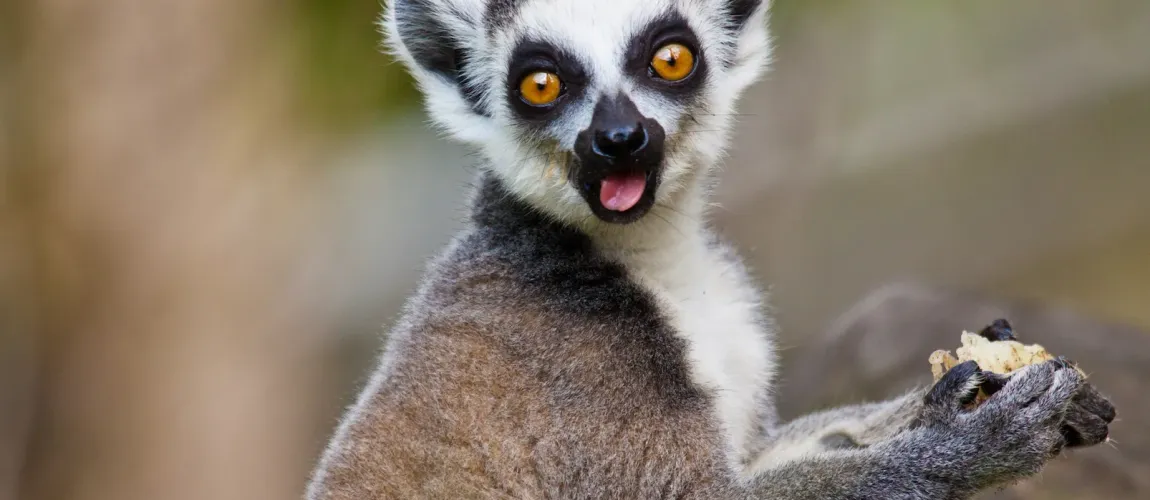 Classic Lemur Circuit