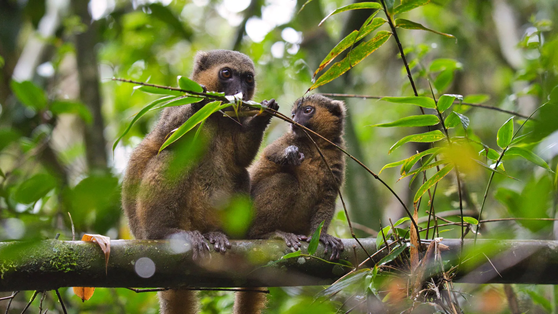 Ranomafana NP & Bamboo Lemurs