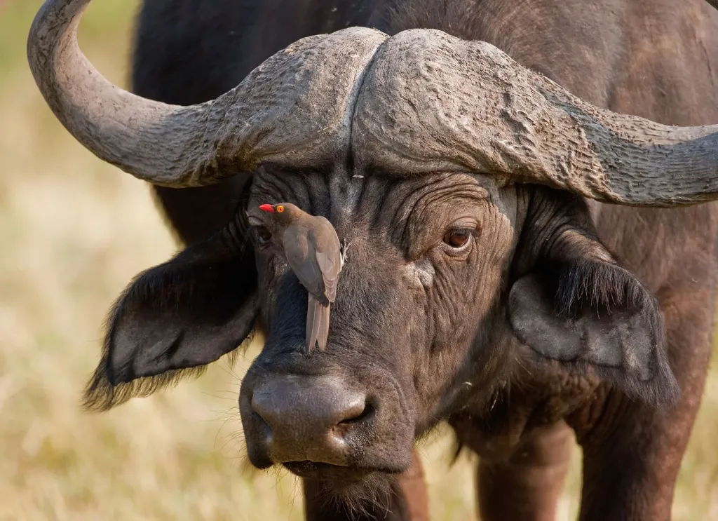 Majete Big Five Adventure