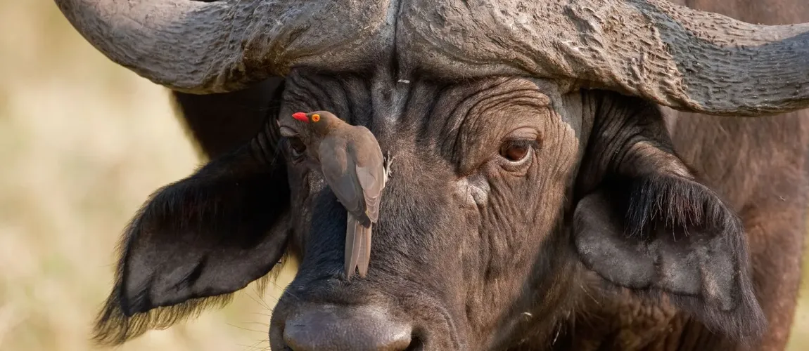 Majete Big Five Adventure