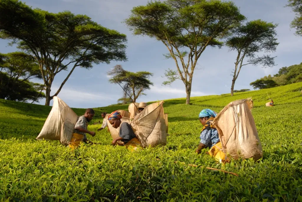 Zomba Plateau & Tea Estates