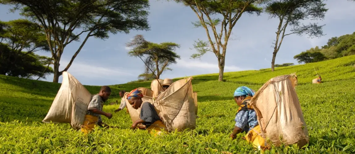 Zomba Plateau & Tea Estates