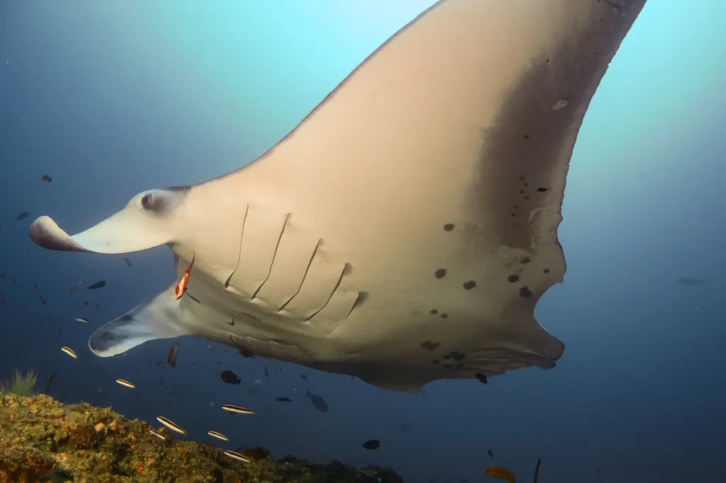 Tofo Manta Ray Expedition