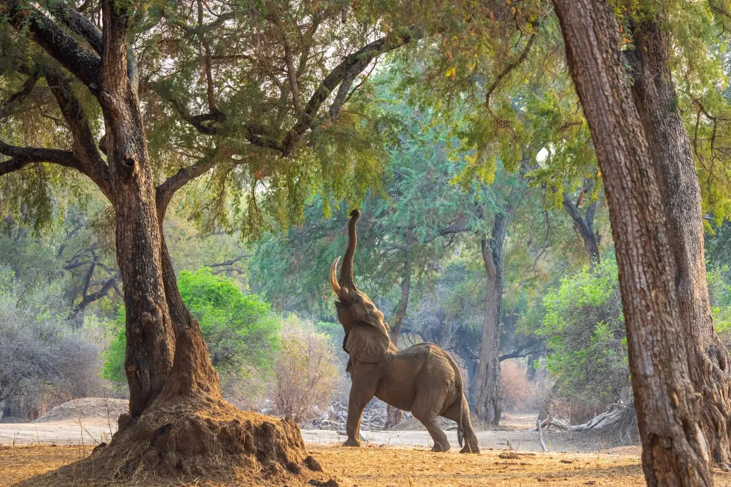 Mana Pools National Park