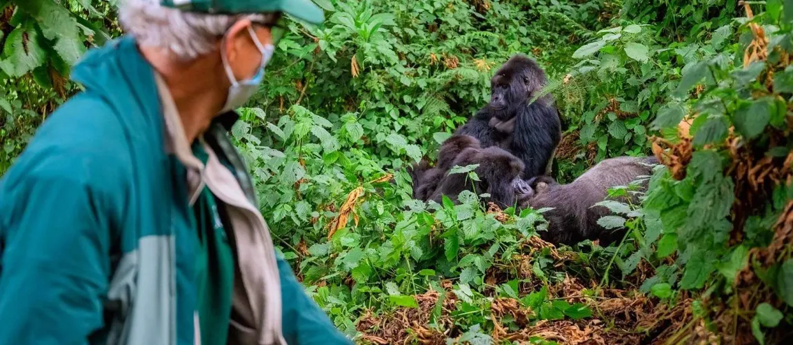 Beyond Imagination: Crafting Your Dream Gorilla Trekking Safari Packages.