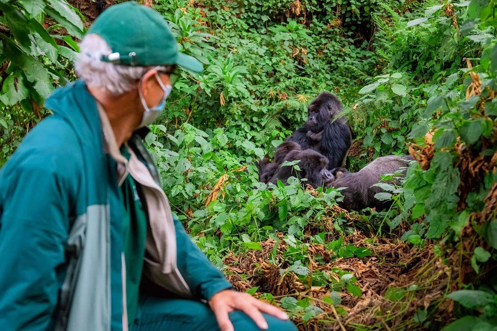 Beyond Imagination: Crafting Your Dream Gorilla Trekking Safari Packages.