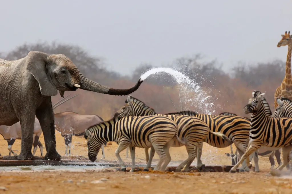 Etosha Salt Pan Safari