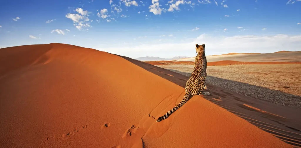 Namib Dunes & Wildlife