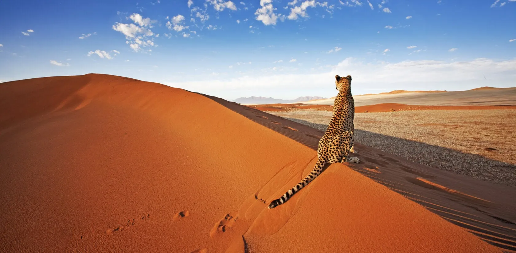Namib Dunes & Wildlife