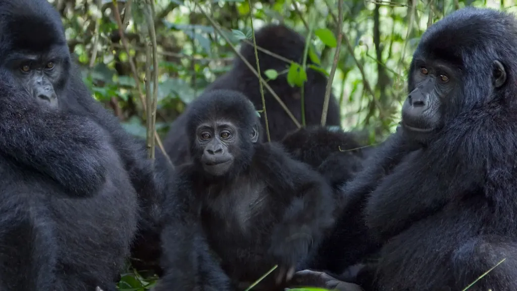 Primate Sanctuary Tour